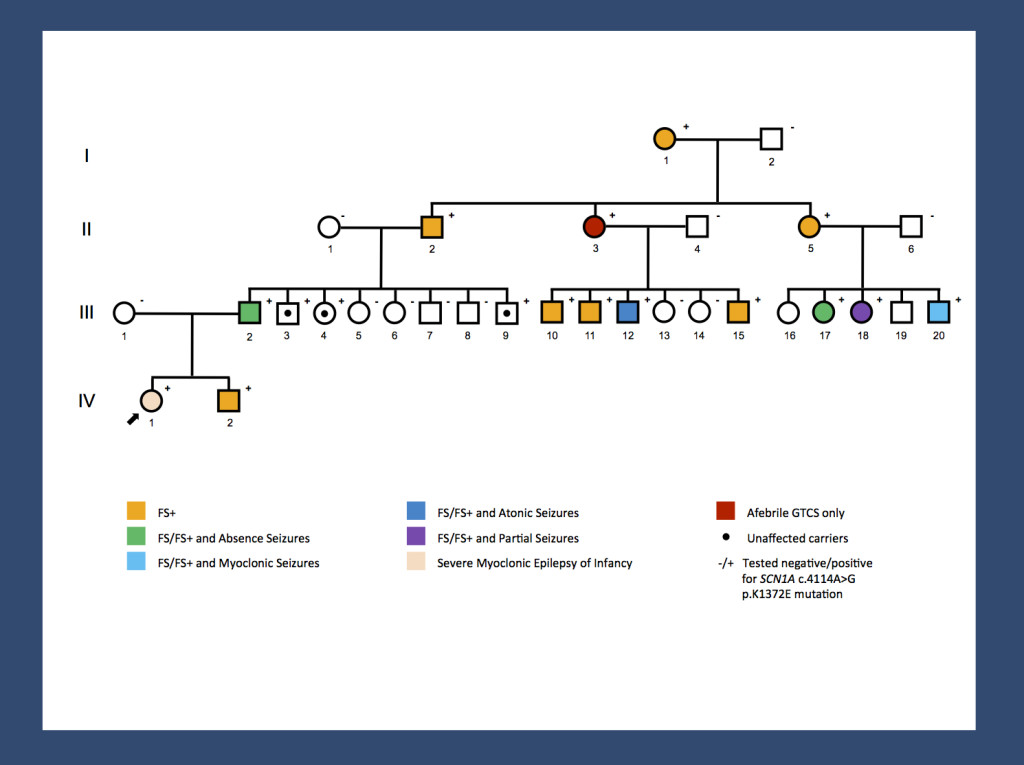 Re-posting one of our figures from November 2013 and May 2014 - a pedigree of a large GEFS+ family with 14 affected and 3 unaffected carriers published by us last year. A missense mutation results in a broad range of phenotypes spanning unaffected carriers, Febrile Seizures Plus (FS+) phenotypes and Dravet Syndrome. The range of phenotypes seen in this family suggests that SCN1A is not the entire story. It will be interesting to investigate whether the modifying factors are genetic or non-genetic. The pattern of phenotypes suggests some intra-familial factors. 