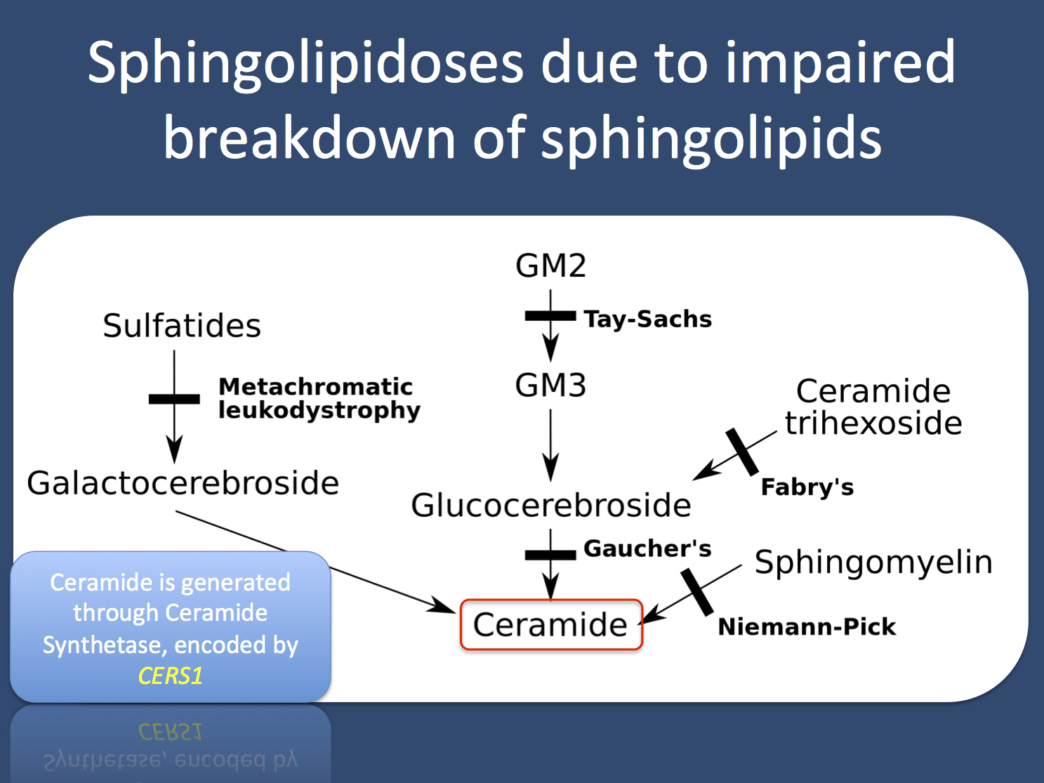 An overview of the defects in various sphingolipidoses. This group of disorders is due to defects in the breakdown of sphingolipids, which include sphingomyelin, cerebrosides and gangliosides (adapted under a Creative Commons license from http://en.wikipedia.org/wiki/File:Inborn_errors_of_metabolism.svg)
