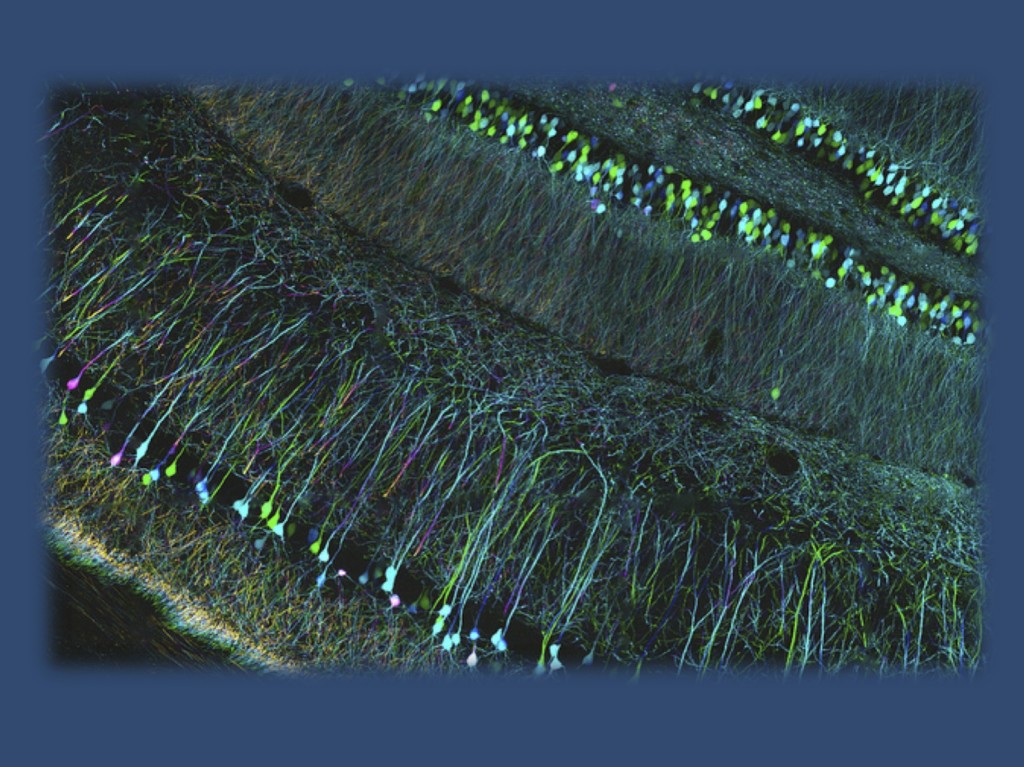 Confocal microscopy of mouse brain by Zeiss microscropy (under a Creative Commons licence from http://www.flickr.com/photos/zeissmicro/10799673016)