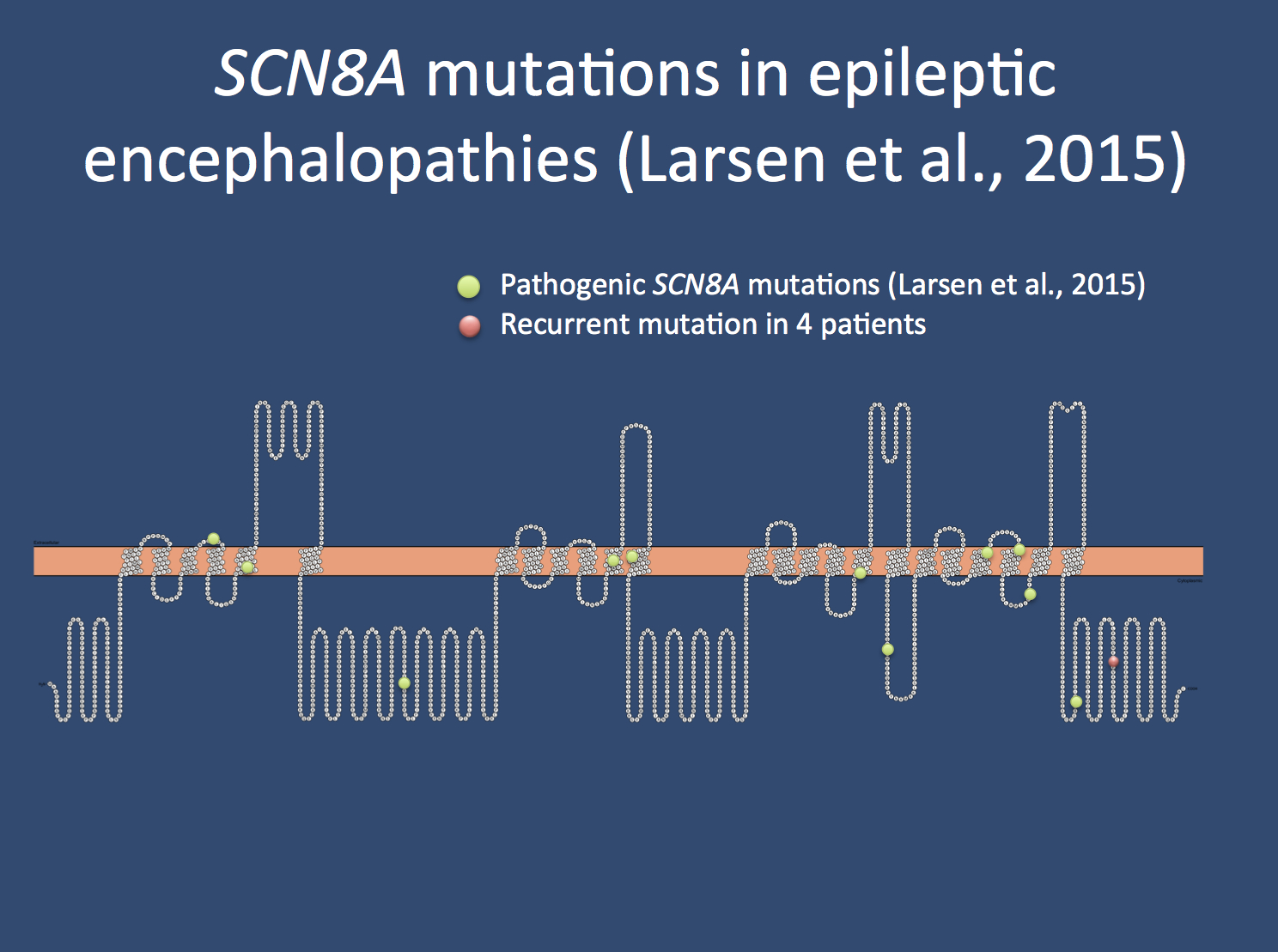 Spectrum of the SCN8A mutations identified by Larsen and collaborators. 