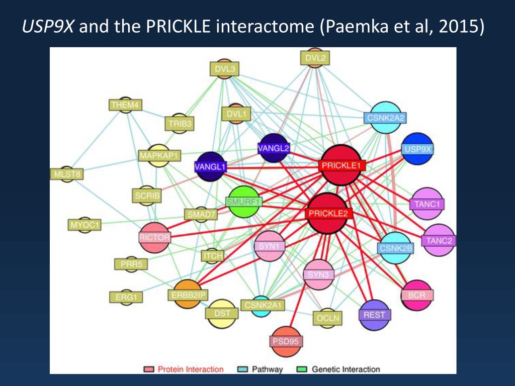 The PRICKLE interactome (modified under a Creative Commons licence from http://journals.plos.org/plosgenetics/article?id=10.1371/journal.pgen.1005022