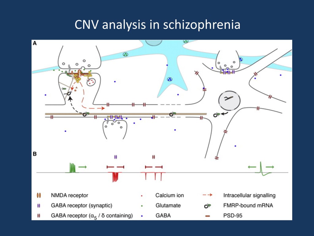 Molecular mechanisms affected in schizophrenia. The current figure is taken from the publication by Pocklington and collaborators, which is published under a Creative Commons license. The authors demonstrate through genetic studies alone that the mechanisms mentioned above are affected in schizophrenia – gene sets comprising components of the above functional compartments are affected by deletions and duplications, a finding that is highly robust on the genetic association level (Figure adapted from http://www.cell.com/neuron/abstract/S0896-6273%2815%2900372-4)