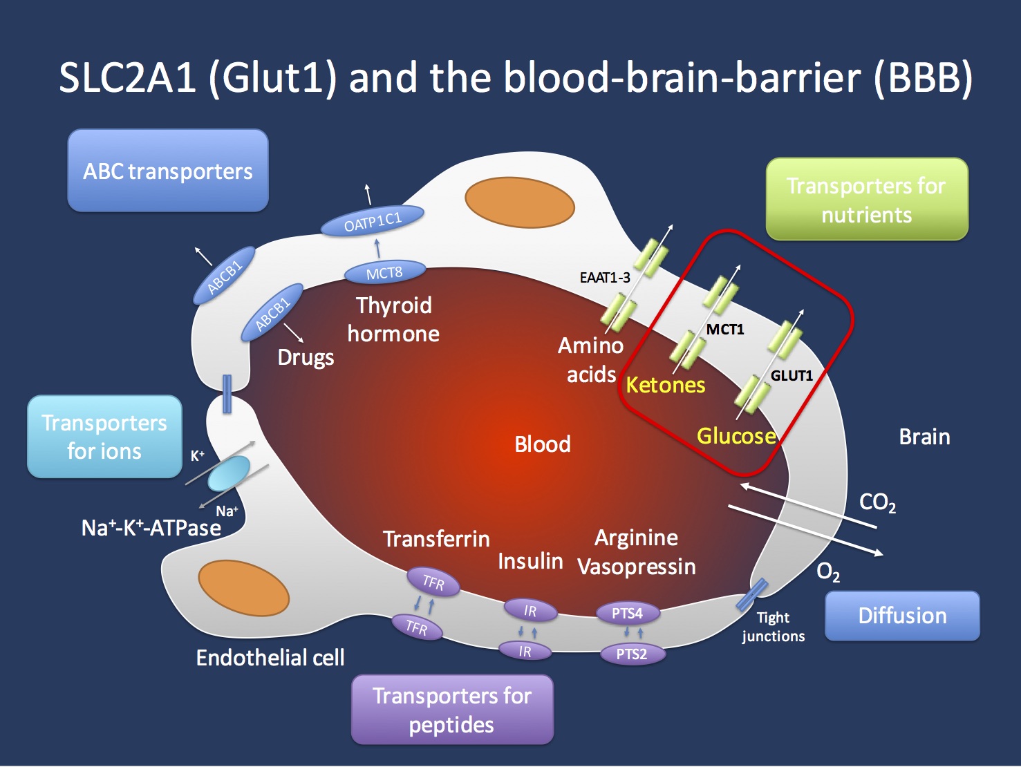 Transport across the blood brain barrier (BBB). The endothelial cells in the Central Nervous System are important gatekeepers of transport into the CNS. The GLUT1 transporter encoded by the SCL2A1 gene is the main transporter for glucose and mutations in the SLC2A1 gene lead to GLUT1 Deficiency Syndrome. This condition can be treated with the ketogenic diet that allows the brain to primarily use ketones as an alternate source of energy. Ketones are primarily transported through the MCT1 transporter, which is encoded by the SLC16A1 gene. Figure inspired by Zlokovic, Nature Reviews Neuroscience 12, 723-738 (December 2011). 