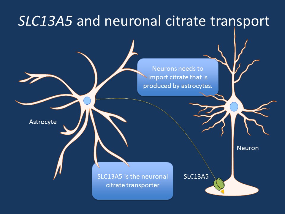Figure. The citrate cycle is a critical metabolic pathway in all cells to transform glucose, protein, or fat into ATP. However, neurons cannot produce citrate by themselves and have to rely on citrate generated by astrocytes that is shuttled into neurons through the SLC13A5 transporter. Defect of this transport leads to severe, neonatal epileptic encephalopathy and hypoplasia (incomplete development) of teeth. Recessive mutations in SLC13A5 have been identified in 16 individuals so far and the publication by Hardies and collaborators demonstrates that the mutations found in patients lead to an absence of SLC13A5 activity. 