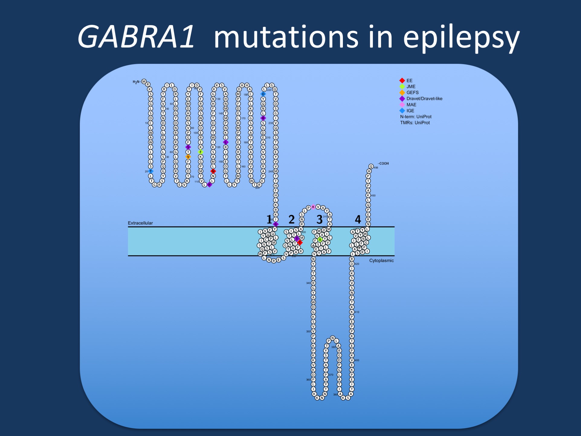 Figure. Pathogenic variants in GABRA1 in various phenotypes reported by Johannsen and collaborators. GABRA1 was initially identified in patients with Juvenile Myoclonic Epilepsy (JME), but most reported patients to date have more severe epilepsies such as epileptic encephalopathies (EE), Juvenile Myoclonic Epilepsy (JME), Dravet Syndrome, or Myoclonic Astatic Epilepsy (MAE). Few patients have milder phenotypes such as Genetic/Generalized Epilepsy with Febrile Seizures Plus (GEFS+). 
